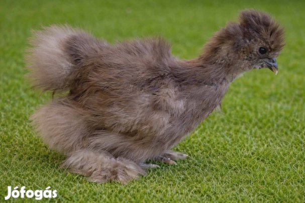 Selyem csibék eladók!