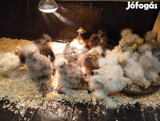 Selyem csibék eladók!