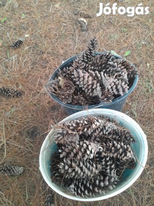 Selyem fennyő Toboz