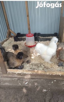 Selyem keltetni való tojások 