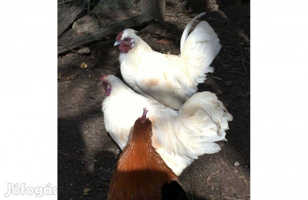 Selyem keverék, törpe kakasok költöznének