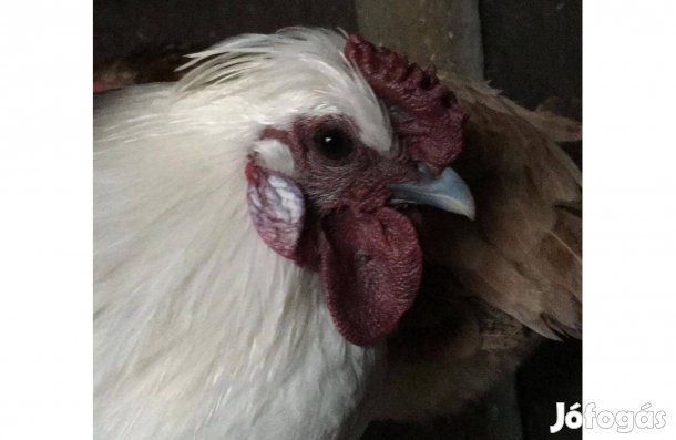 Selyem keverék törpe kakas keres gazdát