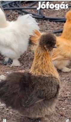 Selyem tojás eladó