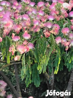 Selyemakác csemeték