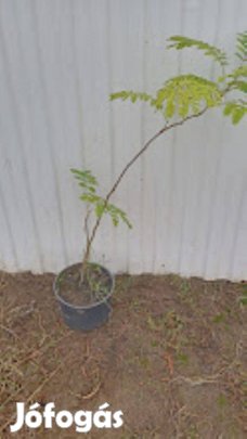 Selyemakác kont.eladó