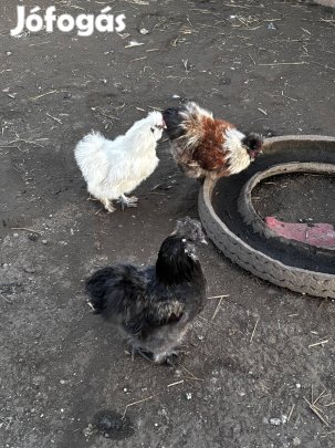 Selyemtyúk, Selyemkakas