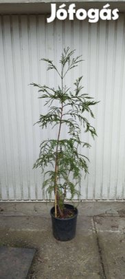 Sequioa sempevirens mamutfenyő örökzöld