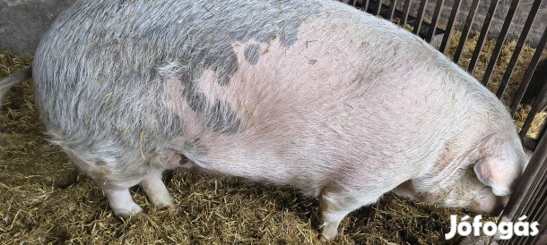 Sertés, Hízó eladó