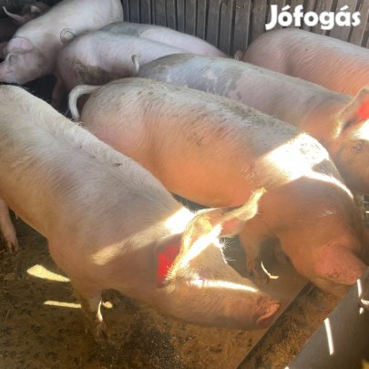 Sertés / hízók eladók