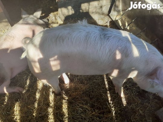 Sertés, hízó Forráskúton eladó