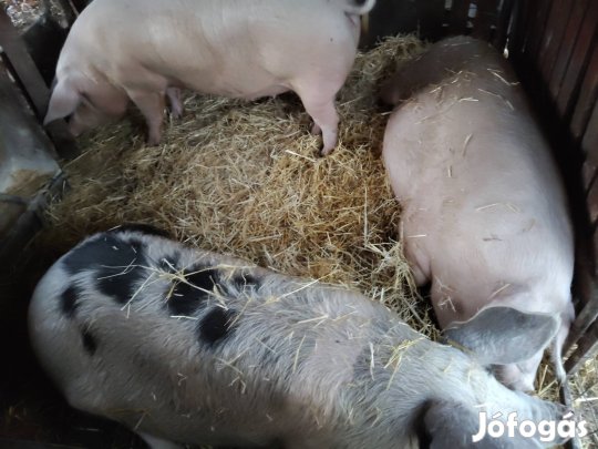 Sertés, hízó malac