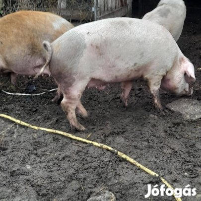 Sertés disznó eladó