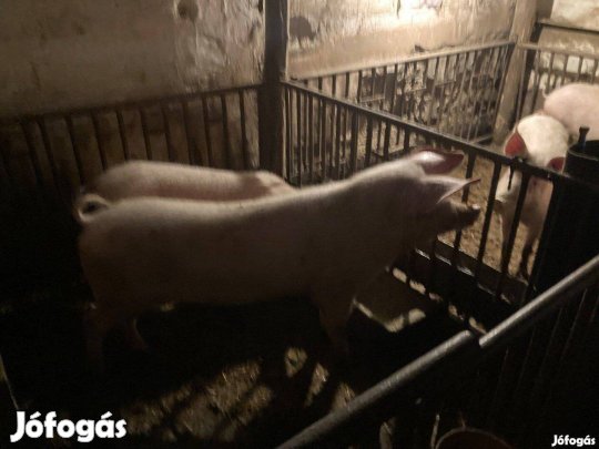 Sertés disznó hízó