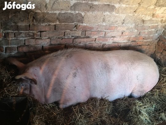 Sertés eladó Akciósan
