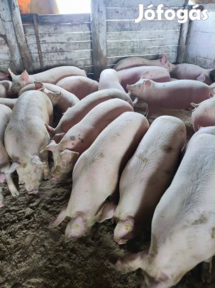 Sertés eladó Fejér megye