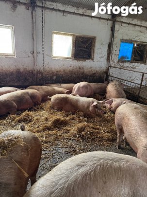 Sertés eladó Kakasdon