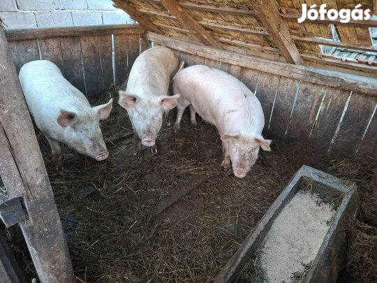 Sertés eladó. 150 / 200 kg. 