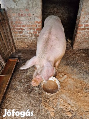 Sertés eladó! (természetes takarmányon nevelt)