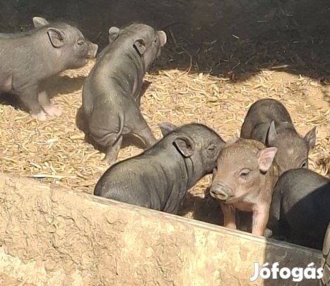 Sertés eladó még pár darab