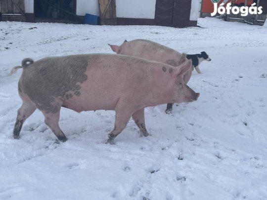 Sertés hízó ekadó!
