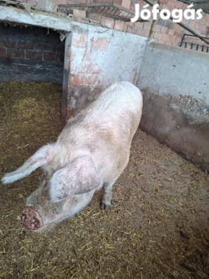 Sertés hízó eladó