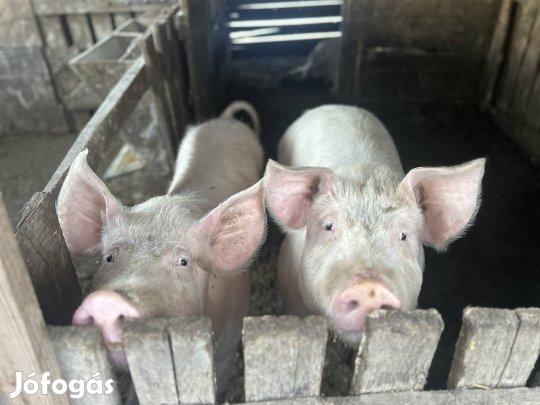 Sertés hízó eladó