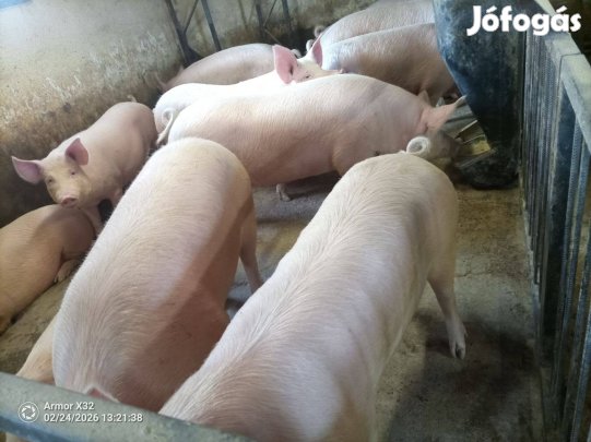 Sertés hízó eladó