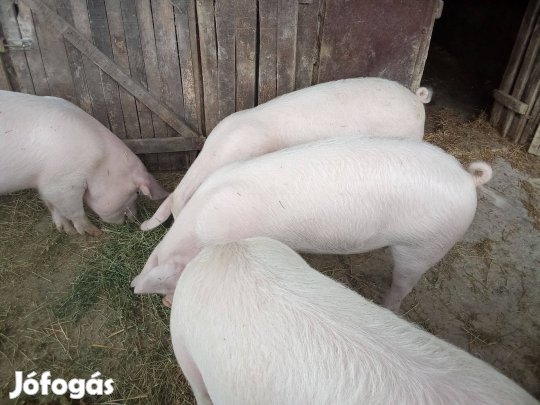 Sertés hízó eladók