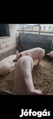 Sertés hizó elaró