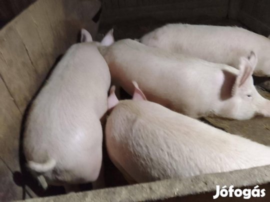 Sertés hízó nagysúlyú eladó