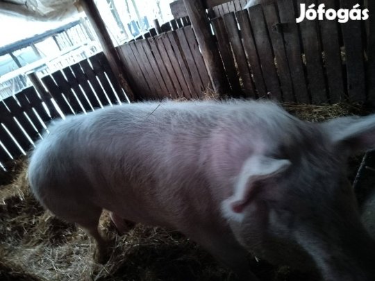 Sertés koca eladó