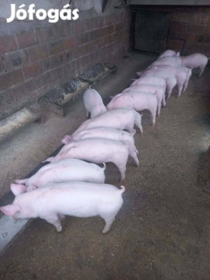 Sertés malac koca süldő