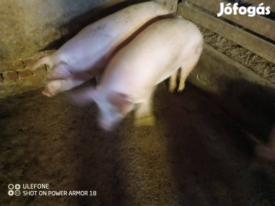 Sertések Hízók eladók!