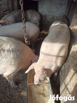 Sertések Húsvétra