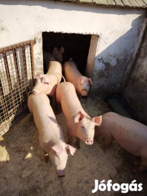 Sertések eladók