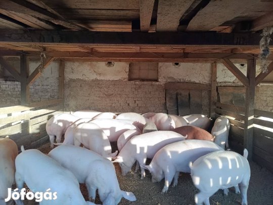 Sertések hízók eladók!