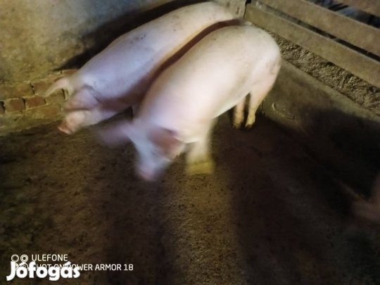 Sertések hízók eladók!