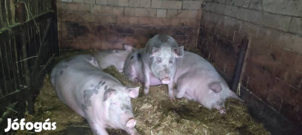 Sertések költznének Csólyospálosról.Sajat takarmanyon nevelt.