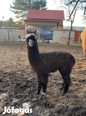 Sétálós alpaka legények költöznének!