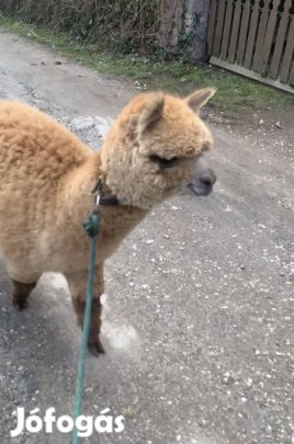 Sétáltatható alpaka gazdit keres!