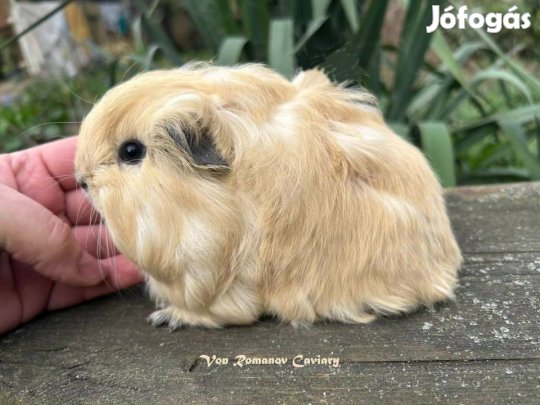 Sheltie fajtájú Tengerimalac kölyök Gazdit keres