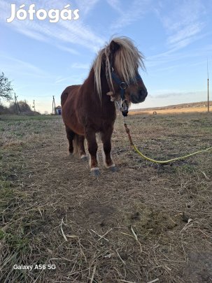 Shetlandi póni,vietnámi csüngőhasú