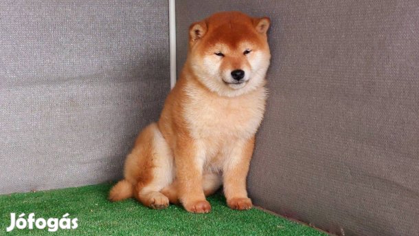 Shiba inu Törzskönyves szuka kölykök Eladóak!