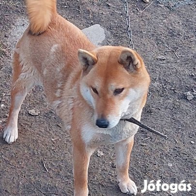 Shiba inu fajtatiszta jellegű lány 