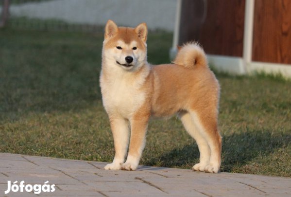 Shiba inu törzskönyves kan