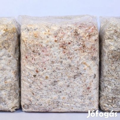 Shiitake (Lentinula edodes) 3kg-os Termőblokk (6314)