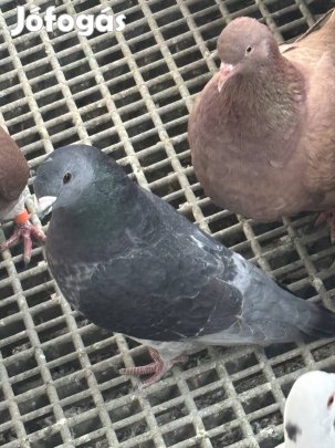 Show Racer és texán galambok eladók