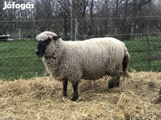 Shropshire anyajuh (birka, vágójuh)