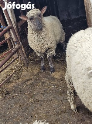 Shropshire jellegű jerke 