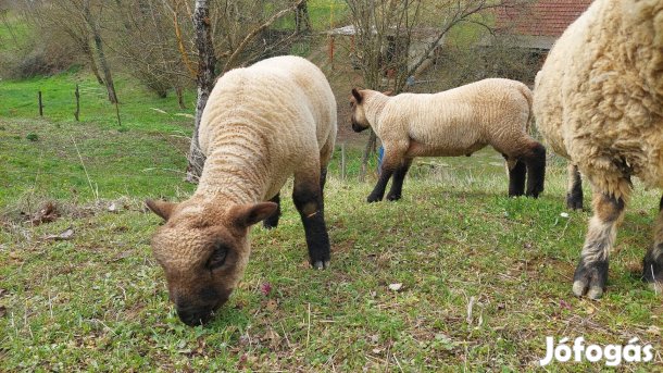 Shropshire kos bárány